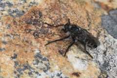 Cyrtopogon