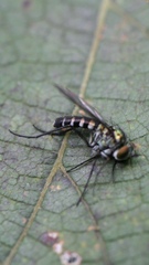 Plagioneurus univittatus