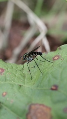 Plagioneurus univittatus