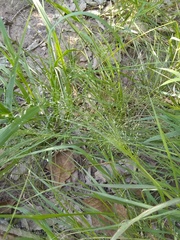 Eragrostis intermedia
