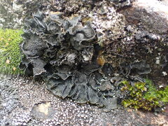 Leptochidium albociliatum