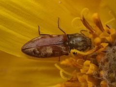 Prosternon bombycinum