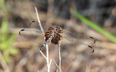 Dythemis fugax