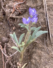 Lupinus argenteus