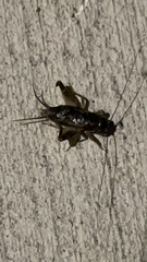 Velarifictorus micado