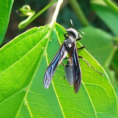 Synoeca