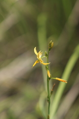 Echeandia flavescens
