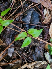 Gelsemium sempervirens