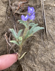 Lupinus argenteus
