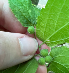 Celticecis celtiphyllia