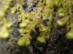 Ptilidium pulcherrimum