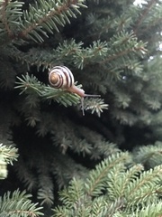 Cepaea hortensis