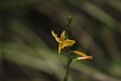 Echeandia flavescens