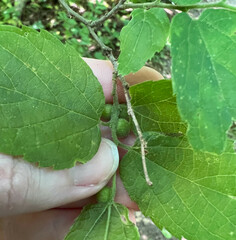 Celticecis celtiphyllia
