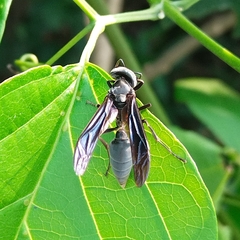 Synoeca