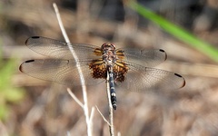 Dythemis fugax