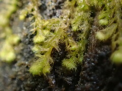 Ptilidium pulcherrimum