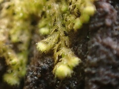 Ptilidium pulcherrimum