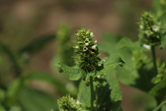Lepechinia caulescens