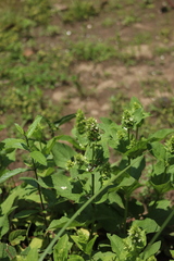 Lepechinia caulescens