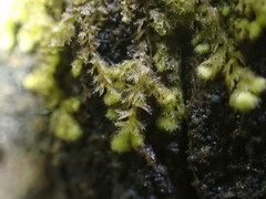 Ptilidium pulcherrimum