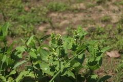 Lepechinia caulescens