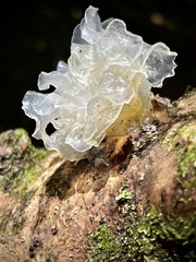 Tremella fuciformis