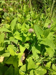 Lepechinia caulescens