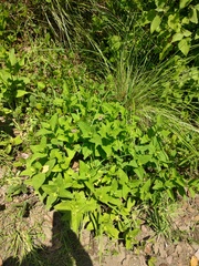 Lepechinia caulescens