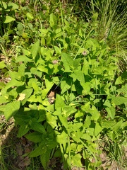 Lepechinia caulescens