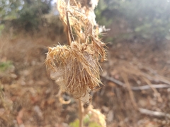 Cirsium brevistylum