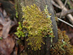 Ptilidium pulcherrimum