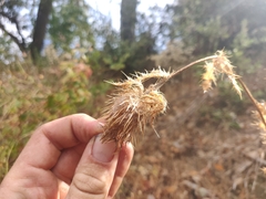 Cirsium brevistylum