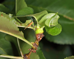 Contarinia cerasiserotinae