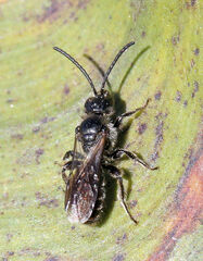 Dufourea novaeangliae