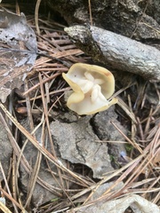 Helvella crispa