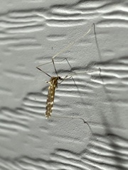 Erioptera caliptera
