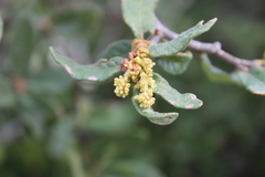 Quercus microphylla