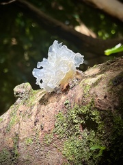 Tremella fuciformis