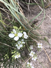 Nerisyrenia linearifolia