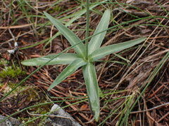 Fritillaria affinis