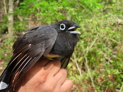 Trogon melanocephalus