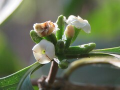 Cordiera