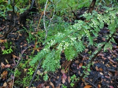 Taxodiomyia cupressi