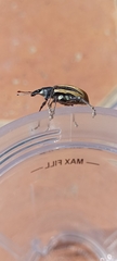 Diaprepes abbreviatus
