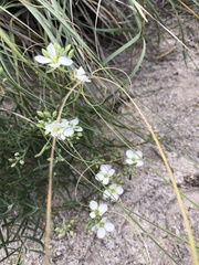 Nerisyrenia linearifolia