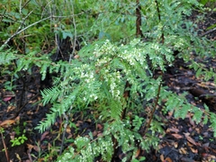 Taxodiomyia cupressi