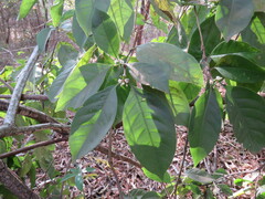 Cordiera