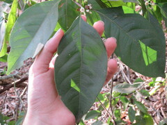Cordiera