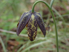 Fritillaria affinis